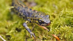 Three biologists were attacked in Notre Dame des Landes