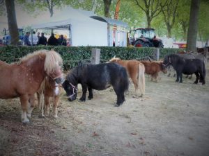 The day of the cattle will be on Saturday at the Foire de Craon