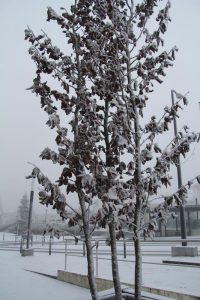 Image of snow around Laval