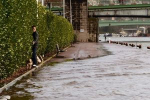 A walker, accompanied by his dog, had to make their way between the hedges on the right bank and the water, he could not avoid. 