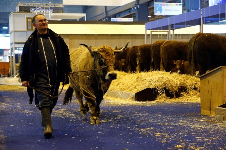 A farmer drives a cow on the eve of the opening of the Salon de l'Agriculture in Paris on February 22, 2018. 