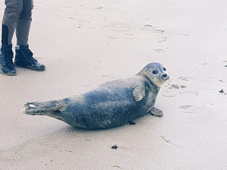 The seal looked happy on Jonville beach