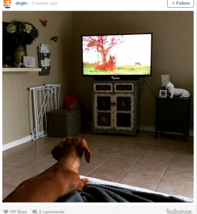 Dog watching Television