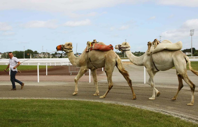 Camel races coming to Pornichet