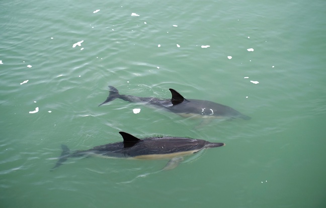 Two dolphins swimming in Croisic, Loire-Atlantique