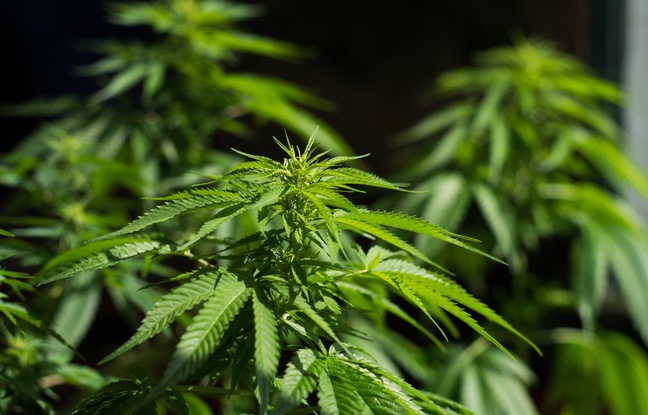 1000 cannabis plants have been found in a villa in the Gard region of France