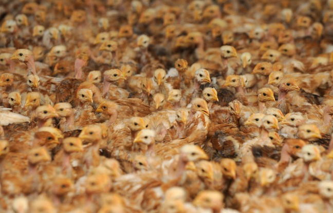 15,000 chickens have died in a fire at a farm in Brittany