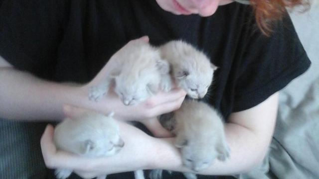 A girl saves four kittens from the dustbin in Finistere