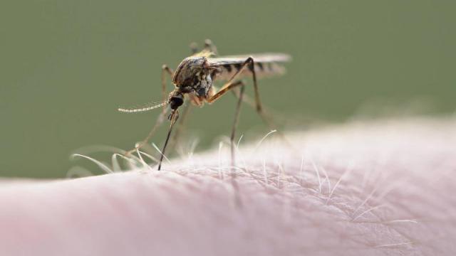 Mosquitoes proliferate in the Nantes region