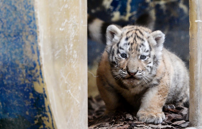 First exit for the three Siberian tiger cubs from the den at the zoo in Besancon