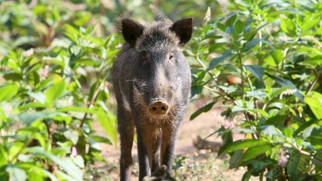 Fog and wild boars have caused many accidents over the weekend in the Mayenne