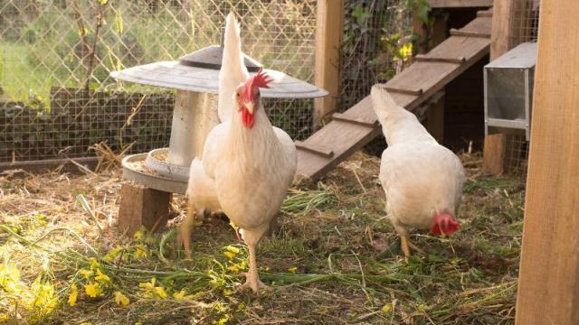 The Mayenne is concerned about the prospect of the contamination from Bird flu