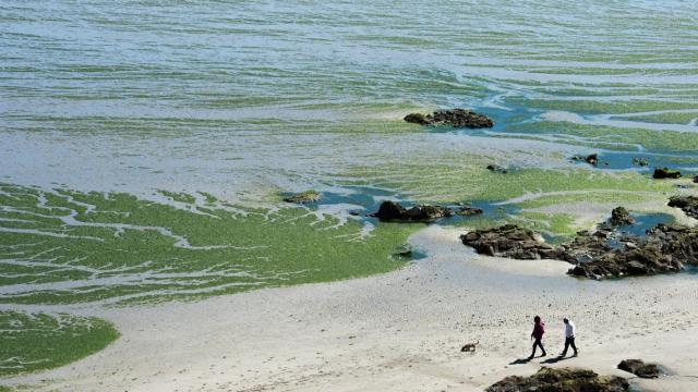 Since spring, 7300 tons of green algae were collected in the bay of Saint-Brieuc. Here Lermot beach in Hillion, photographed in May.