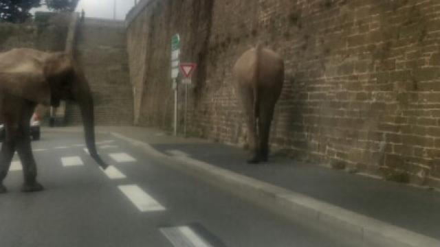 The two elephants roaming free in the port of Brest. | DR