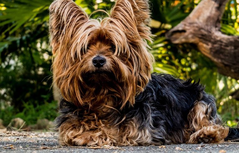 Couple find their Yorkshire Terrier, 600km away from their home in Normandy