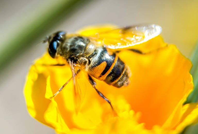 Closer and Transform, two new pesticides US manufacturer Dow, are accused by an association to present a risk to the health of bees