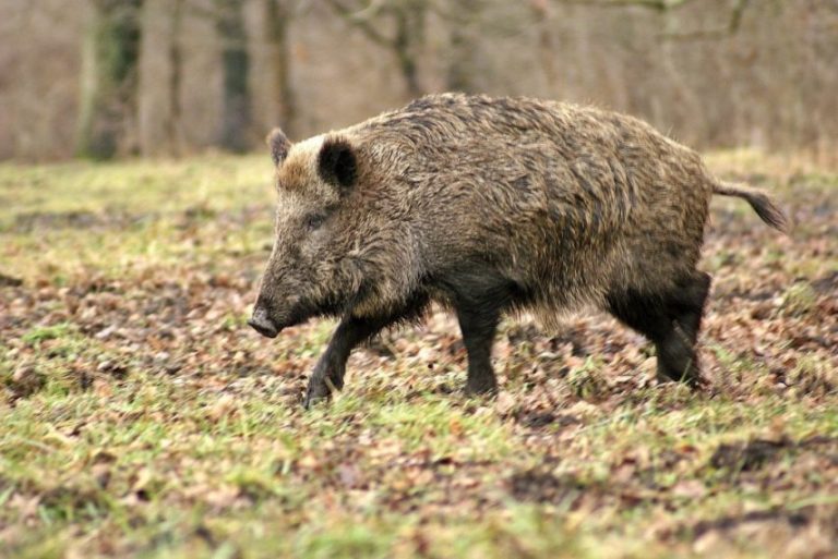 Several roads around Rouen will be closed on Sunday for Wild Boar Hunting