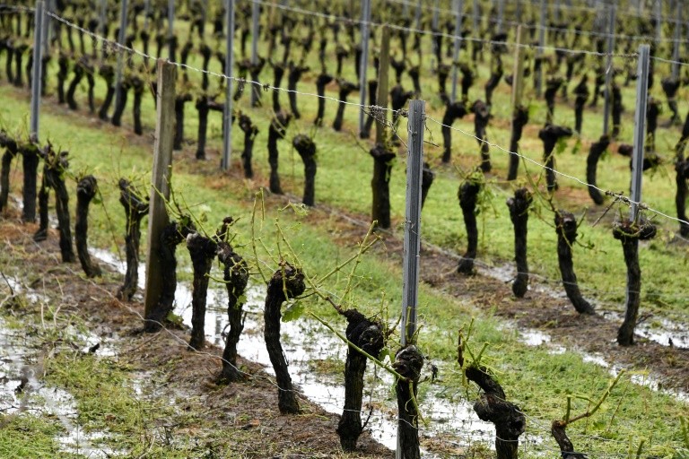 Thunderstorms in the west, damages vineyards