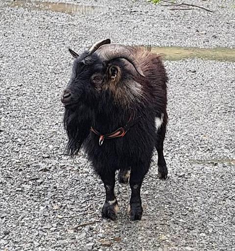 The SPA of Saint-Malo has recovered a goat, which she proposes for adoption.