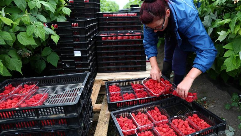 Consequences of Brexit: English Fruits Rot, Lack of Manpower 1