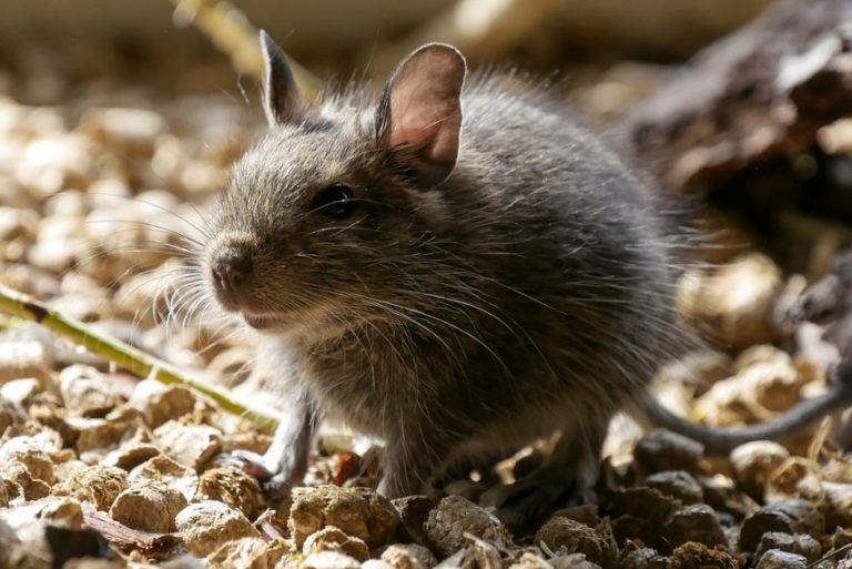 The inhabitants of Châteaubriant (Loire-Atlantique) are invited to report the presence of rats before 21 June 2018.