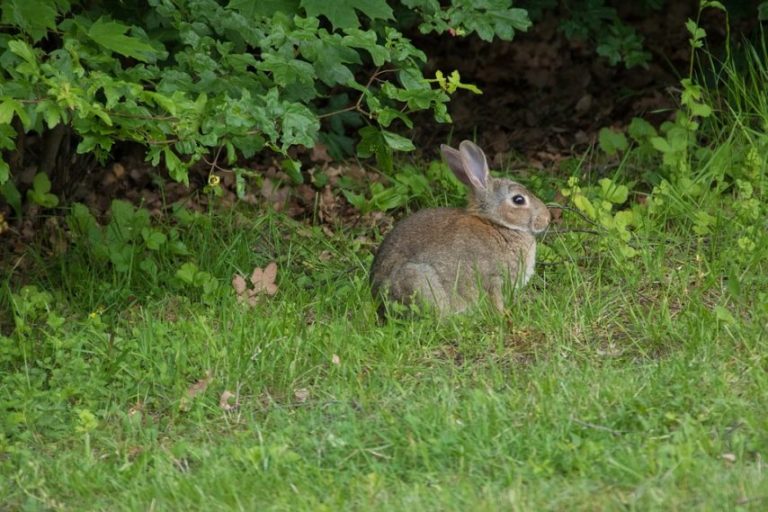 The number of rabbits in the park continues to increase, a rabbit can give birth to 15 to 25 young rabbits each year.