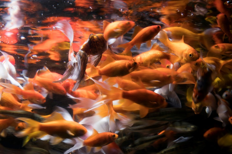 At the Aquarium of Paris, a Refuge for Abandoned Goldfish 2