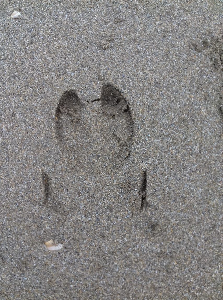 Until now, Gerard Legrain had only seen traces on the beach