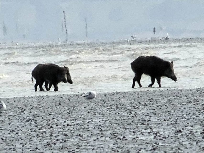 Wild boars are more and more numerous in the bay of Mont-Saint-Michel. 