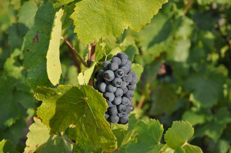 Wine: Beaujolais, the Story of a Tradition