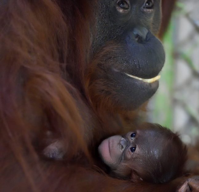 Little Java, an orangutan was born at the menagerie of the Jardin des Plantes in Paris.