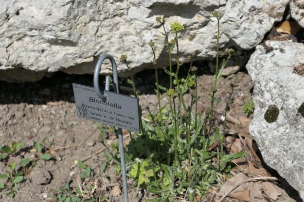 The "biscutelle de Neustrie", a plant that can only be found in Normandy. 