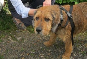 The stray dog in L'Aigle has been caught and will not euthunised