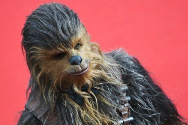 Chewbacca leaving hair on the red carpet of the "Solo: A Star Wars Story" presentation at the Cannes Film Festival (France), May 15, 2018. 