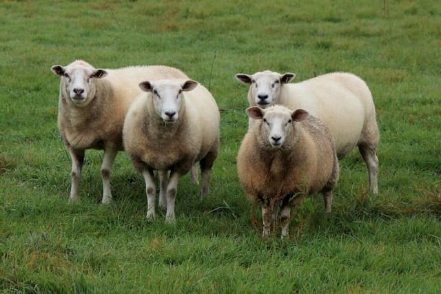 Fifteen Sheep Enrolled at School to Avoid a Class Closure - chb44.com ...