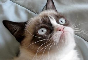 Grumpy Cat died at the age of 7