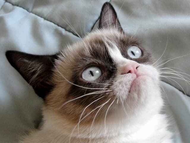 Grumpy Cat died at the age of 7