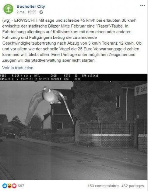 A speeding pigeon caught on a speed camera in Germany