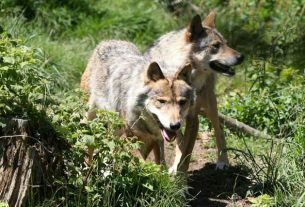 There are Around 530 Wolves in France, The Species can "Resist the Risk of Extinction" 1