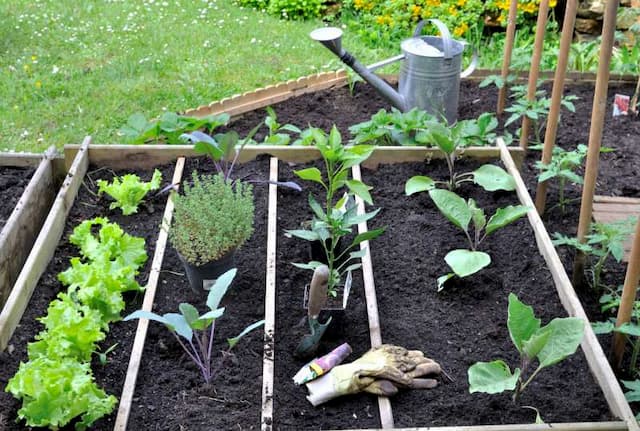 Five tips for a successful vegetable patch