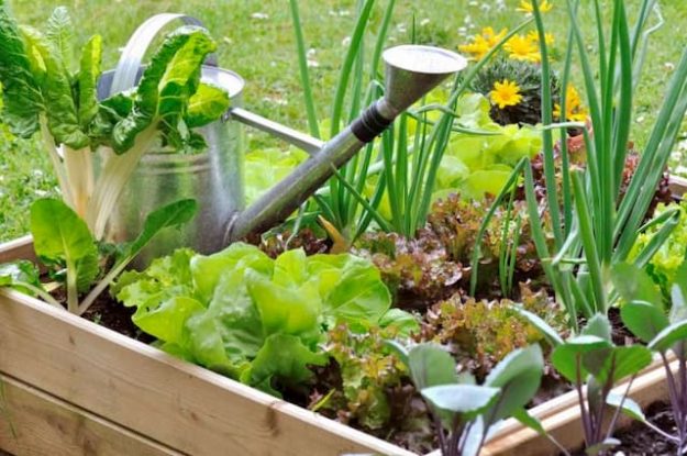 Remember to water your vegetable patch regularly