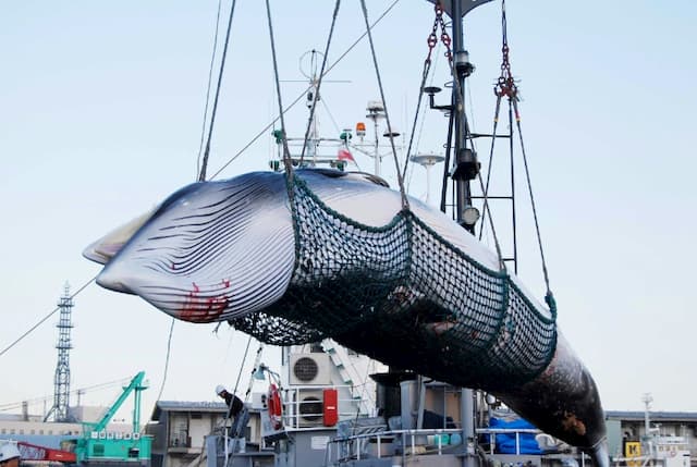 Japan resumes commercial whaling after 30 years of interruption