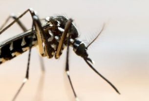 Natural repellents for the Tiger Mosquito