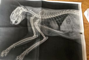 In Pays de Fougères, his cat riddled with 23 bursts of lead bullets