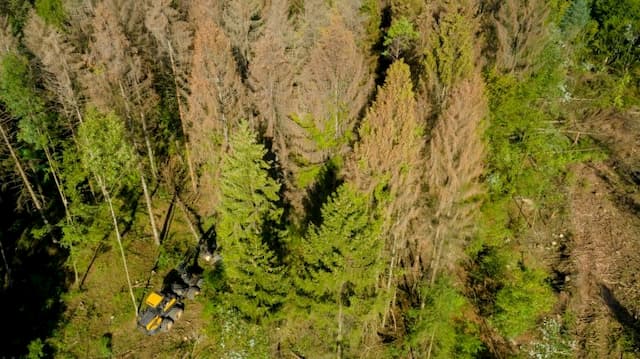 More than 40% of endangered tree species in Europe