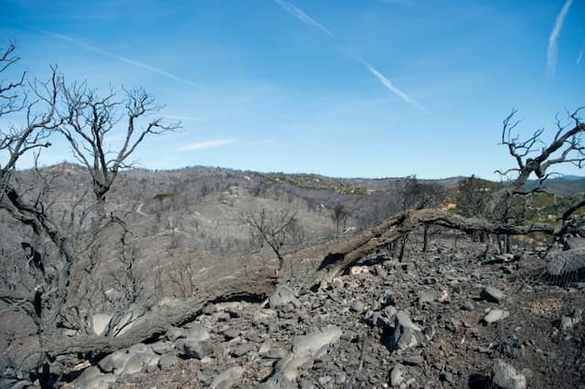 Trees calcined after a fire in La Londe-les-Maures, in the south-east of France, on September 3, 2017