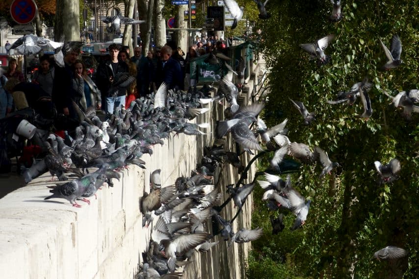 The City of Paris presented, Tuesday, October 2, 2019, a "pigeon plan" to fight against the pest bird.