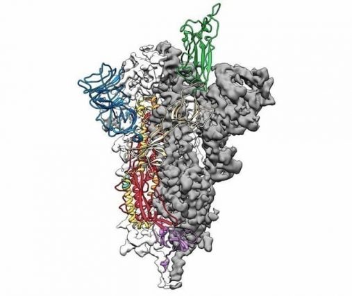 The molecular structure of the 2019-nCoV virus, published by the University of Texas at Austin Jason McLellan.