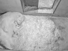 Baby polar bears at Marineland in Antibes, January 28, 2020.