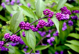 Callicarpa is also called the candy tree. But beware, its berries are not edible.